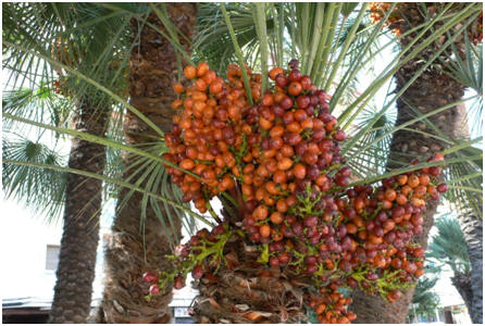 dates
